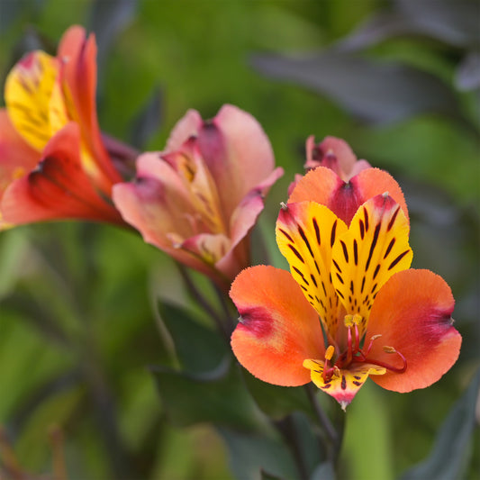 Incalelie - Alstroemeria Majestic Brissac - Bakker