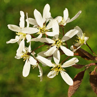 Canadese krentenboompje - Amelanchier canadensis - Bakker