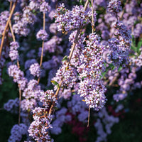 Vlinderstruik met afwisselende bladeren - Buddleja alternifolia - Bakker