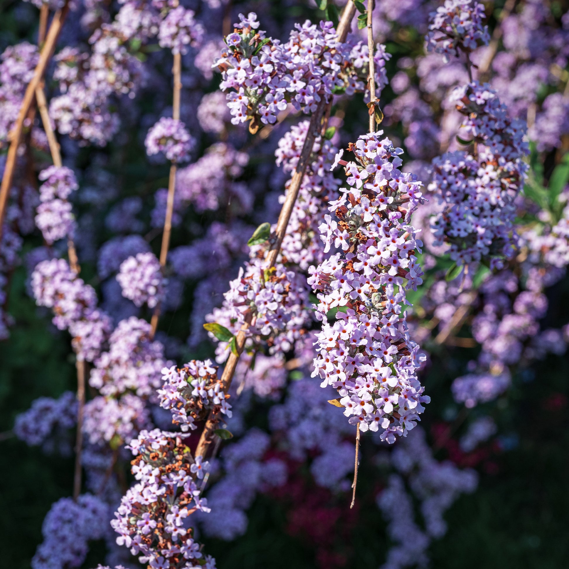 Vlinderstruik met afwisselende bladeren - Buddleja alternifolia - Bakker