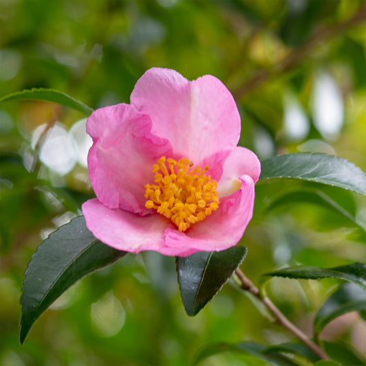 Herfstcamelia - Bakker