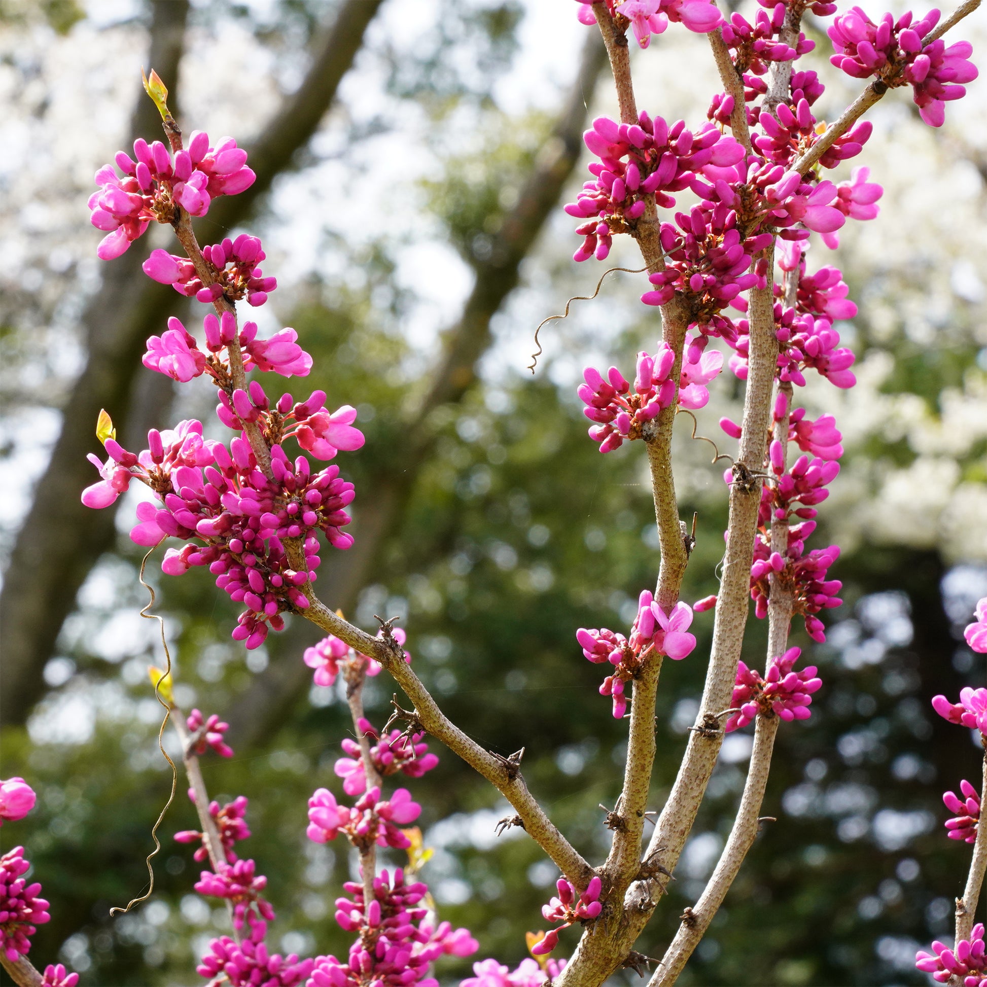 Chinese Judasboom - Cercis chinensis - Bakker