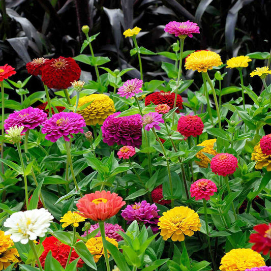 Dahliabloemige Zinnia Mix - Bakker