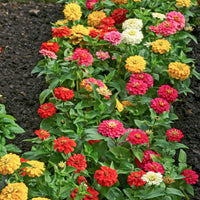 Zinnia elegans - Dahliabloemige Zinnia Mix - Eenjarige bloemzaden