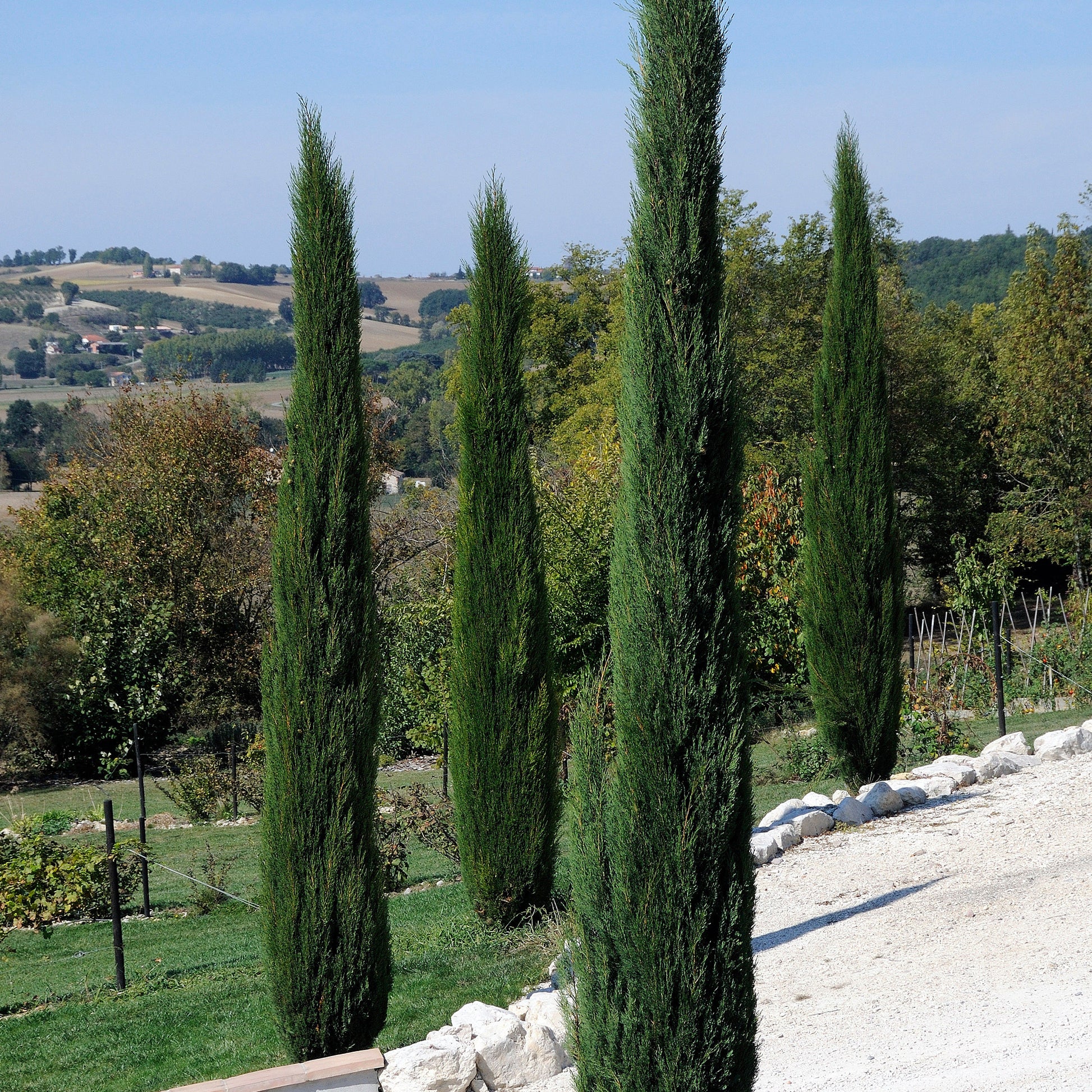 Italiaanse cipres Stricta - Bakker