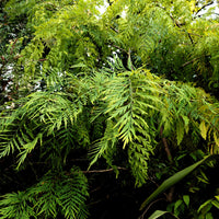 Australische zijde-eik - Grevillea robusta - Bakker