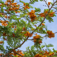 Grevillea robusta - Australische zijde-eik - Bomen