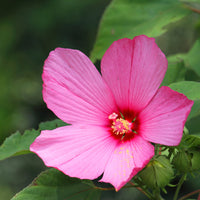 Moerashibiscus - Hibiscus moscheutos - Bakker