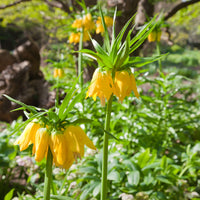 Fritillaria imperialis - Gele keizerskroon - Fritillaria