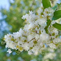 Lagerstroemia Natchez - Bakker