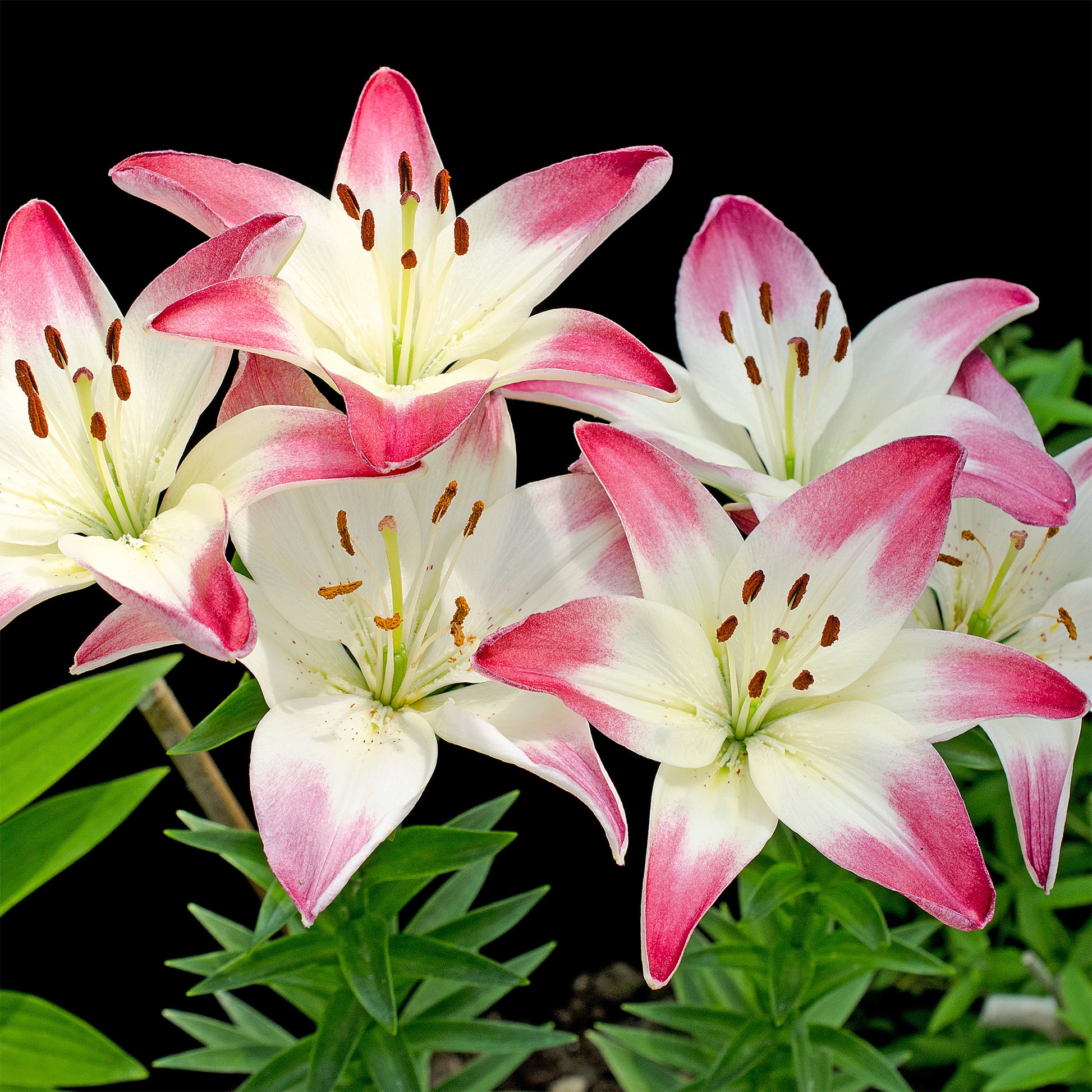 Lilium lollypop - Lollypop Aziatische lelies (x3) - Lelie