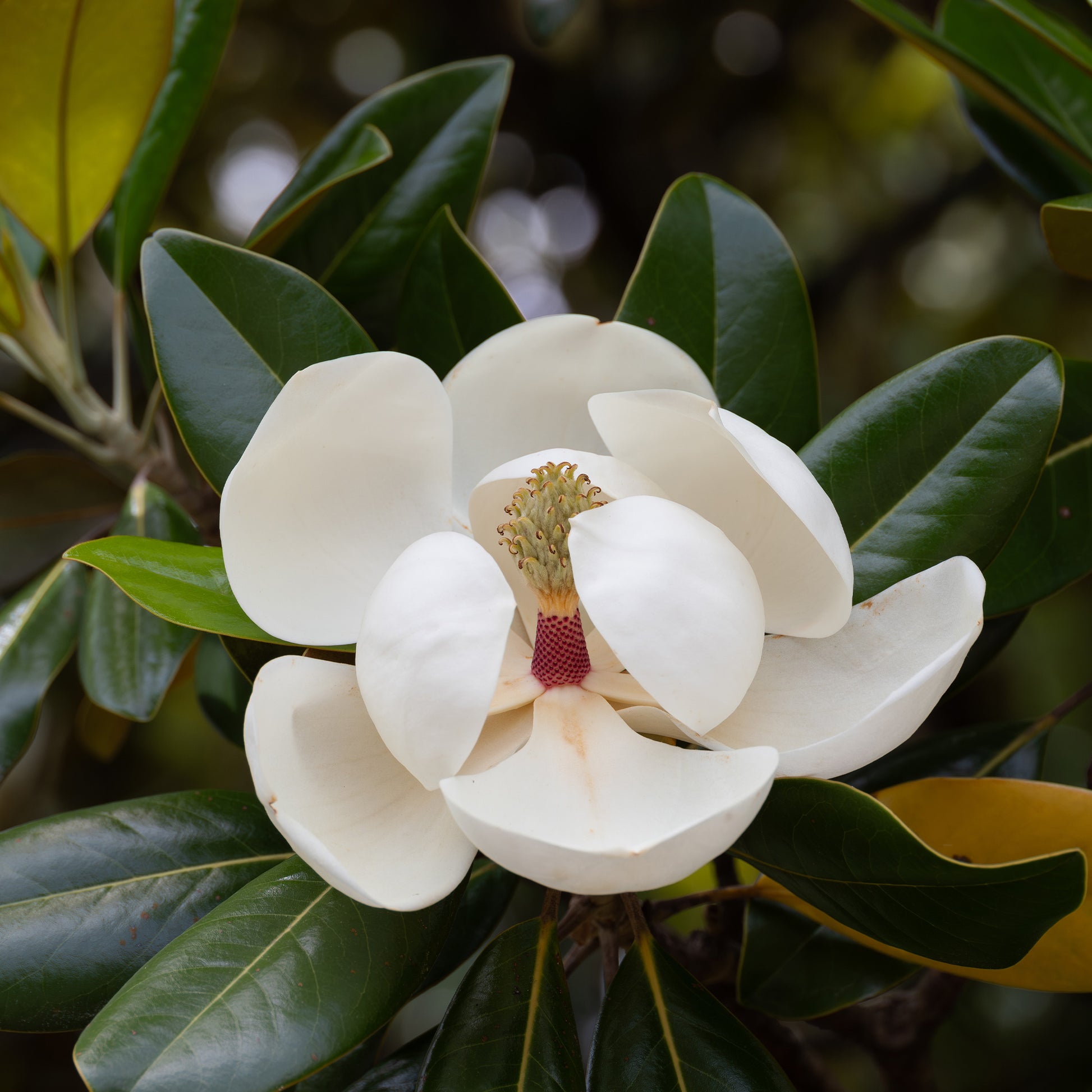 Magnolia grandiflora Alta - Magnolia grandiflora Alta - Bakker