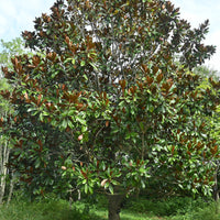 Magnolia grandiflora - Grootbloemige Magnolia - Magnolia