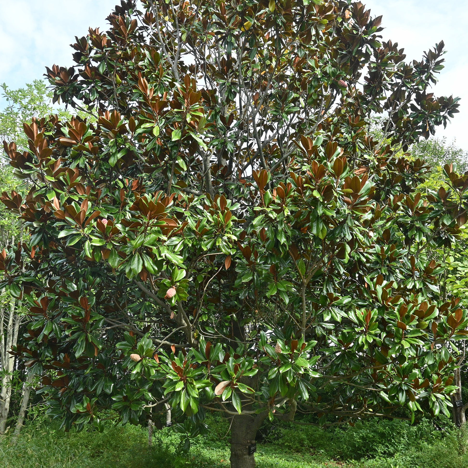 Magnolia grandiflora - Grootbloemige Magnolia - Bomen