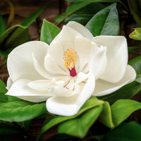 Magnolia - Grootbloemige Magnolia - Magnolia grandiflora
