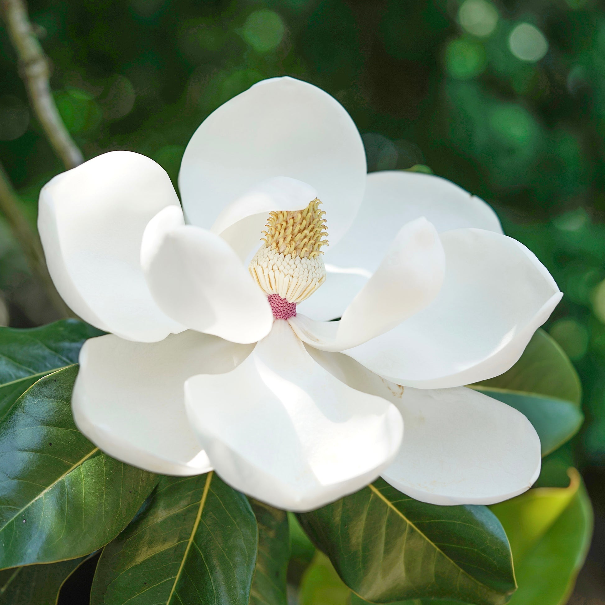 Magnolia grandiflora Little Gem - Magnolia grandiflora Little Gem - Bakker