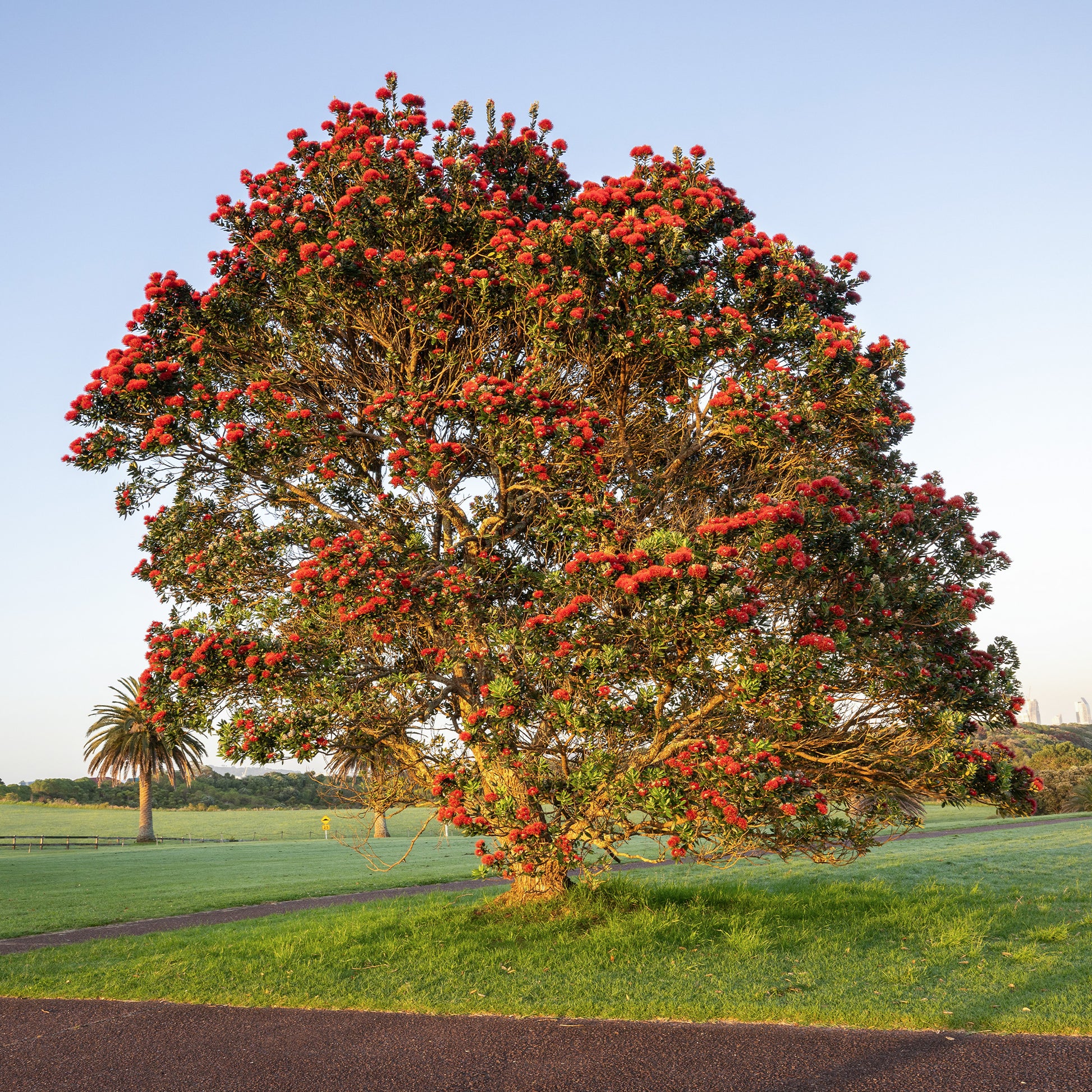 Nieuw-Zeelandse kerstboom - Bakker