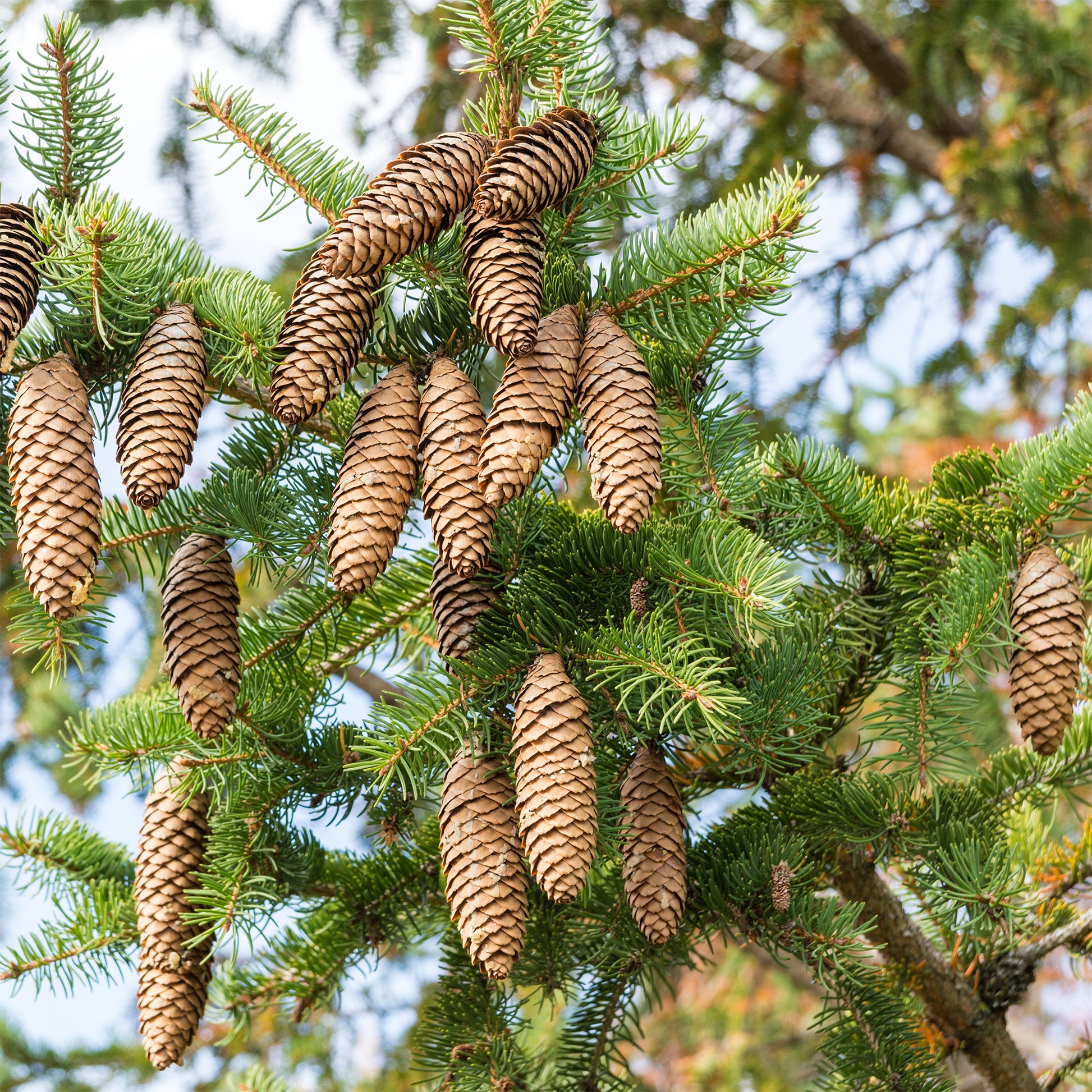 Fijnspar - Picea abies - Bakker