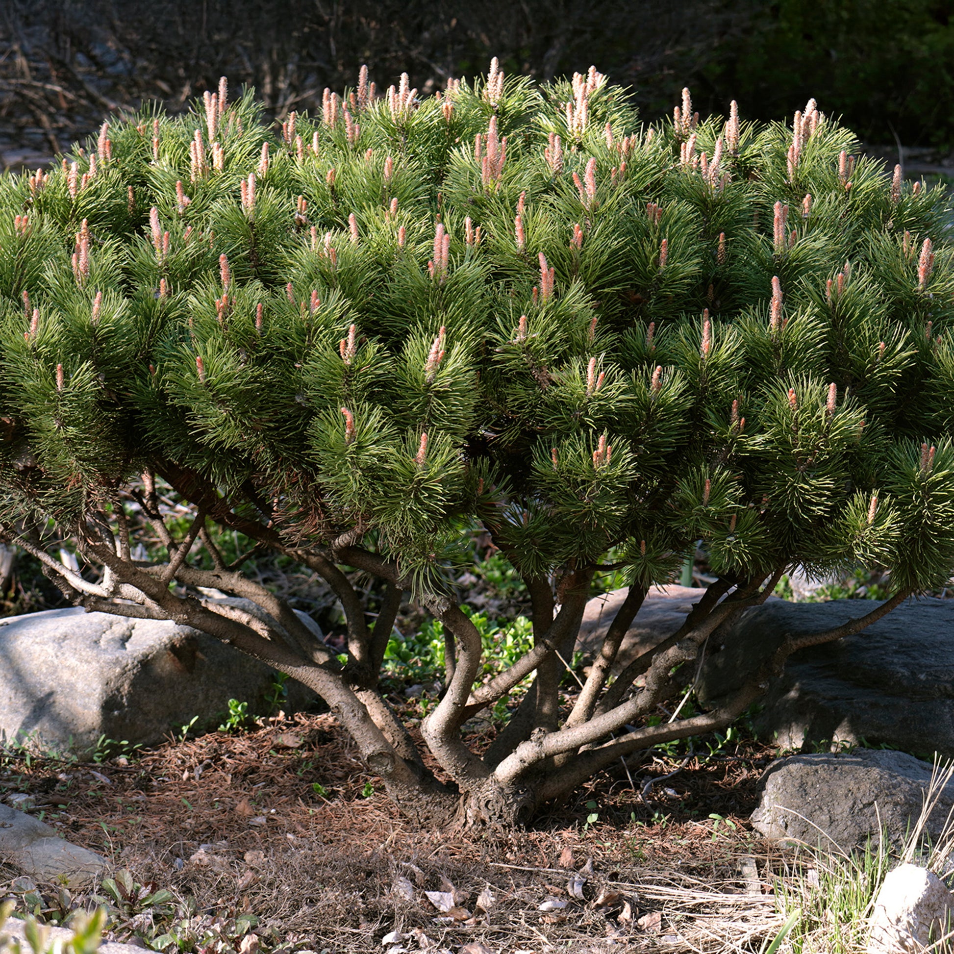 Bergden - Pinus mugo - Bakker