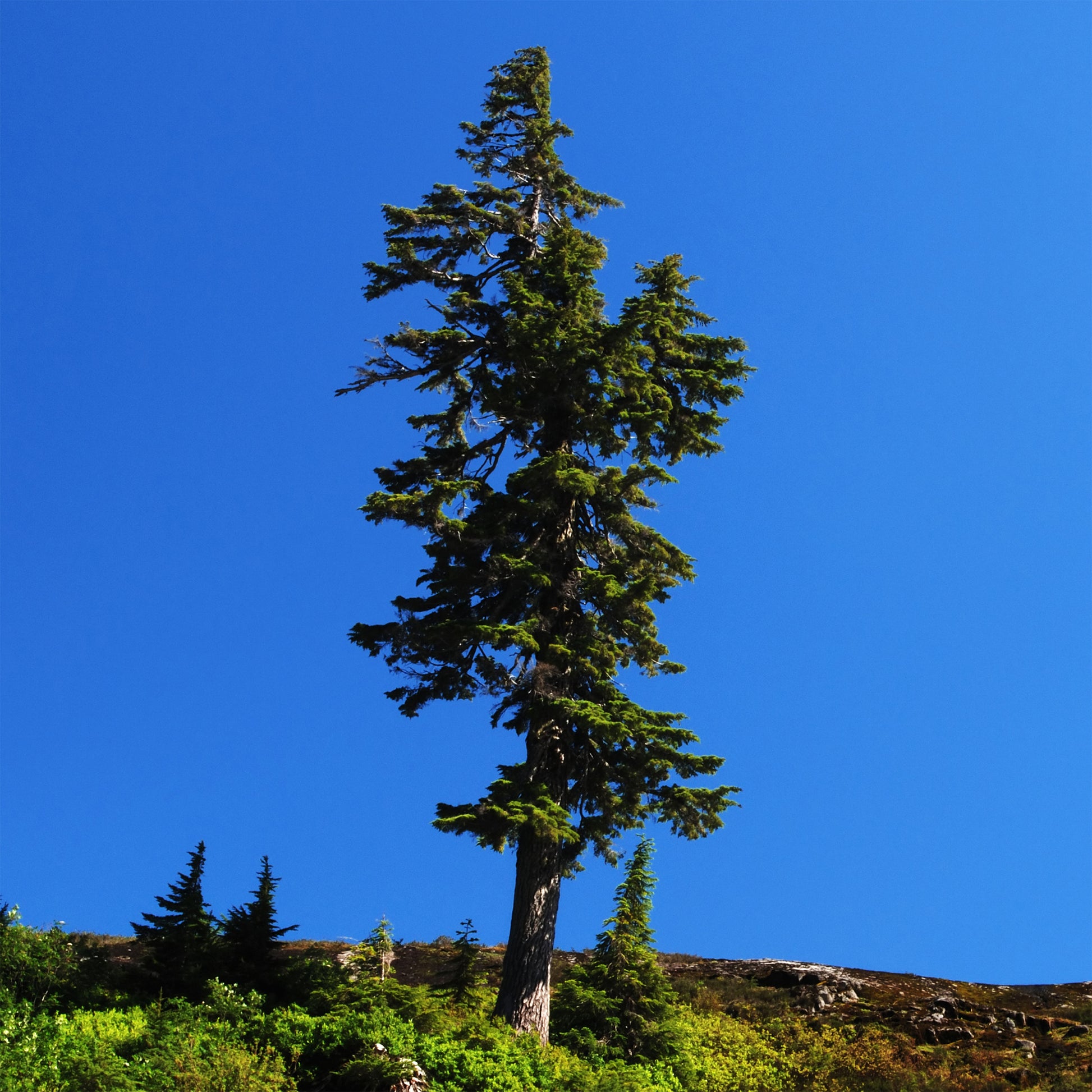 Douglasspar - Pseudotsuga menziesii - Bakker