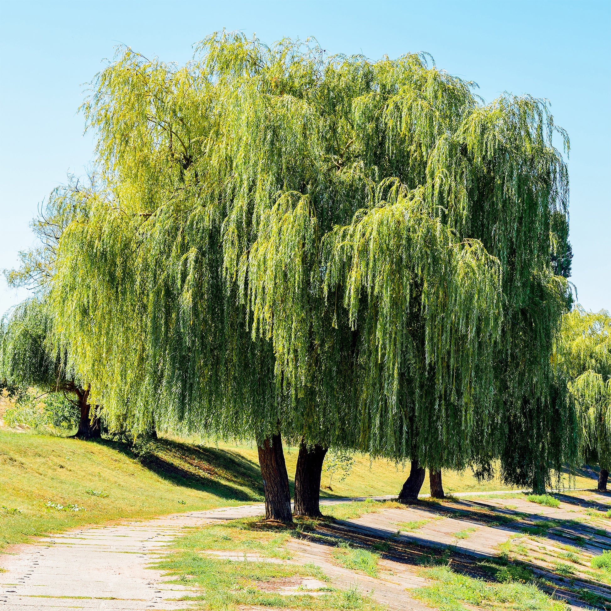 Salix babylonica - Treurwilg - Wilg - Salix