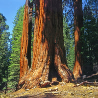 Mammoetboom - Sequoiadendron giganteum - Bakker