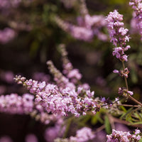 Dwerg monnikspeper Pink Pinnacle - Vitex agnus-castus Pink Pinnacle - Bakker