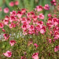 roze elfenspoor - Diascia fetcaniensis - Bakker