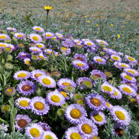 Fijnstraal met blauwe bladeren - Erigeron glaucus - Bakker