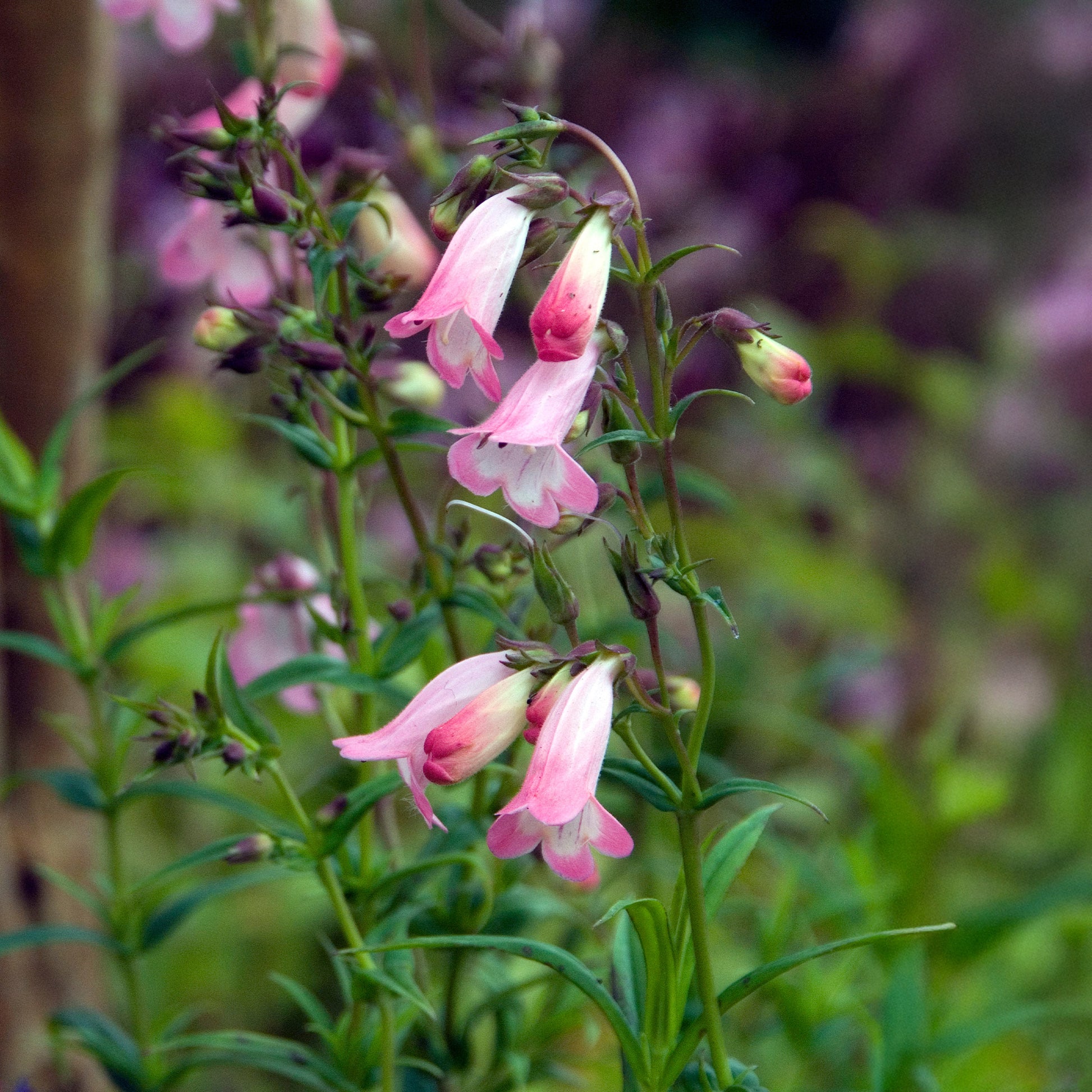 Slangenkop Apple Blossom - Penstemon Apple Blossom - Bakker