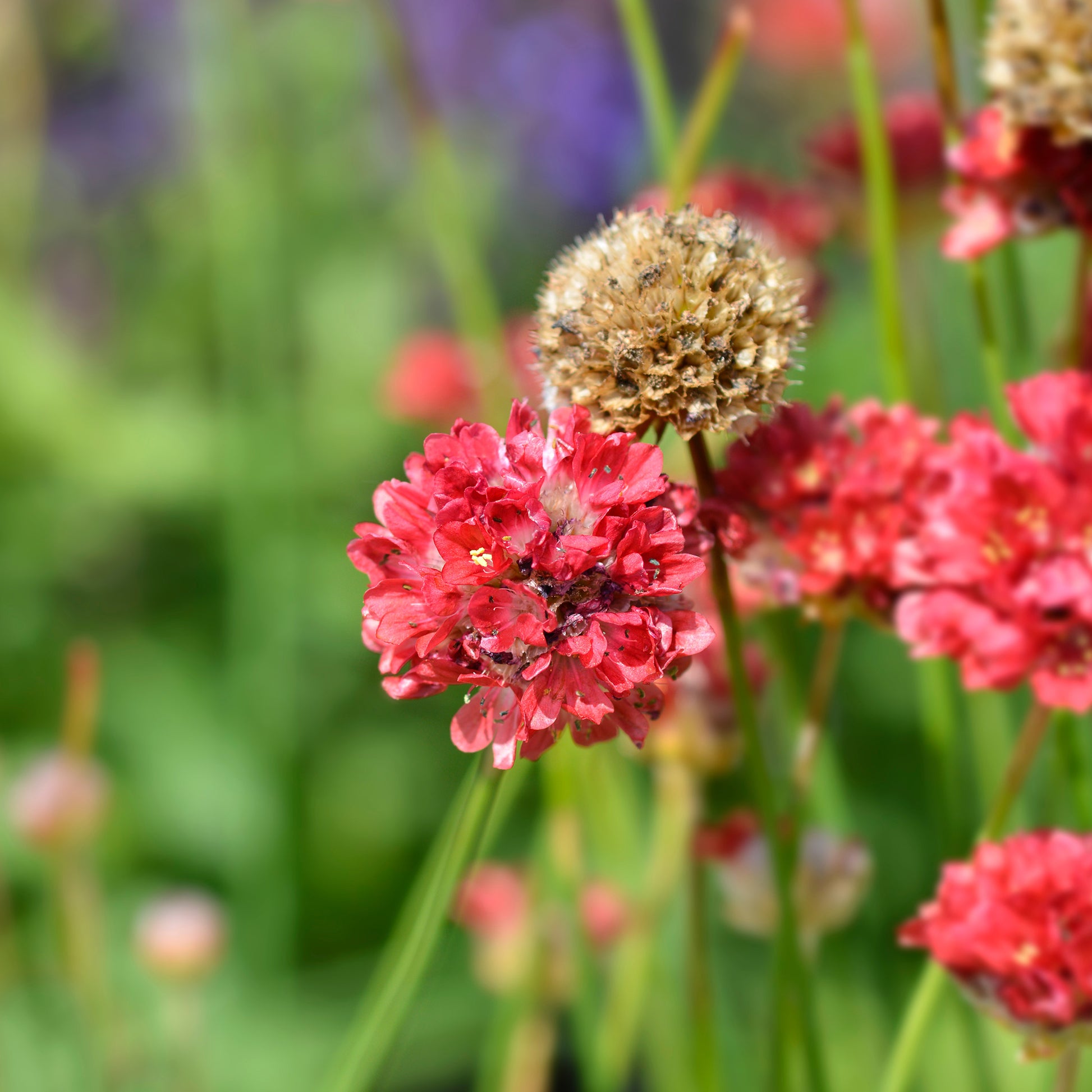 Engels gras Ballerina Rood - Armeria pseudarmeria Ballerina Red - Bakker