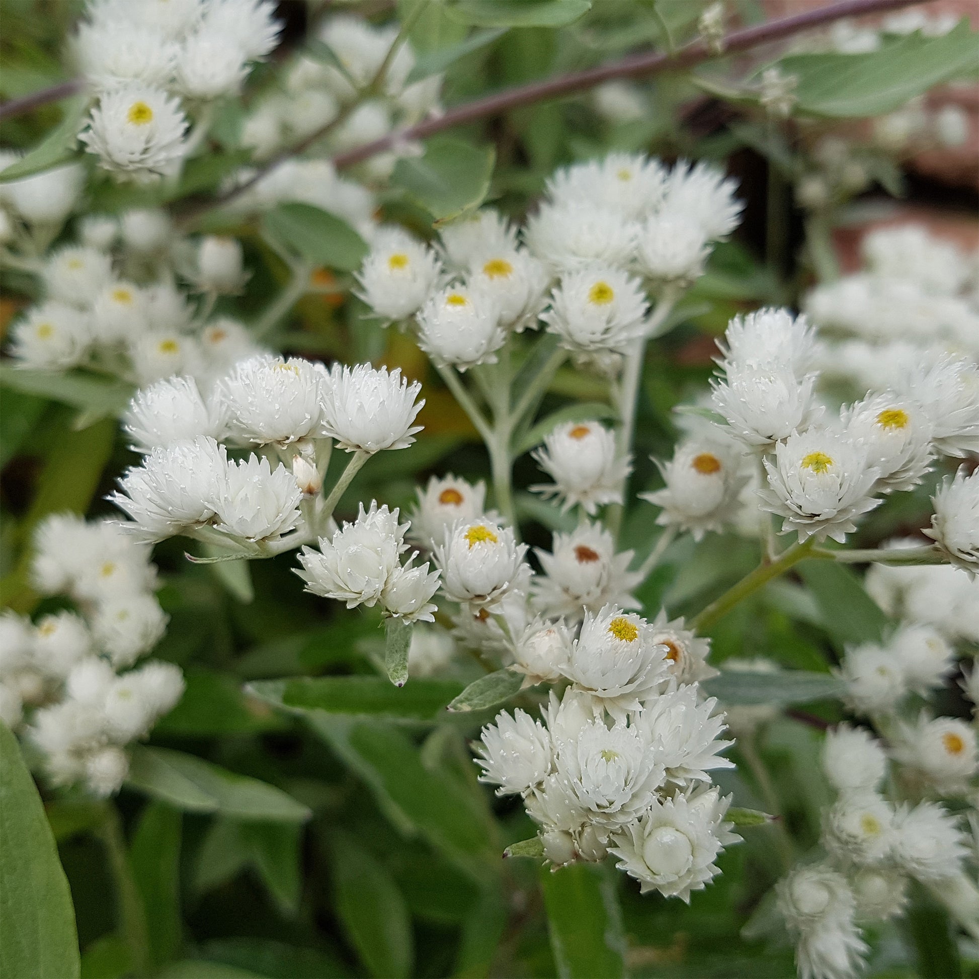 Witte knoop - Anaphalis margaritacea neuschnee - Bakker