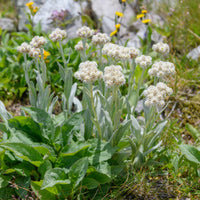 Witte knoop - Bakker