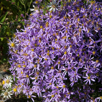 Aster sedifolius Nanus - Aster sedifolius 'Nanus' - 