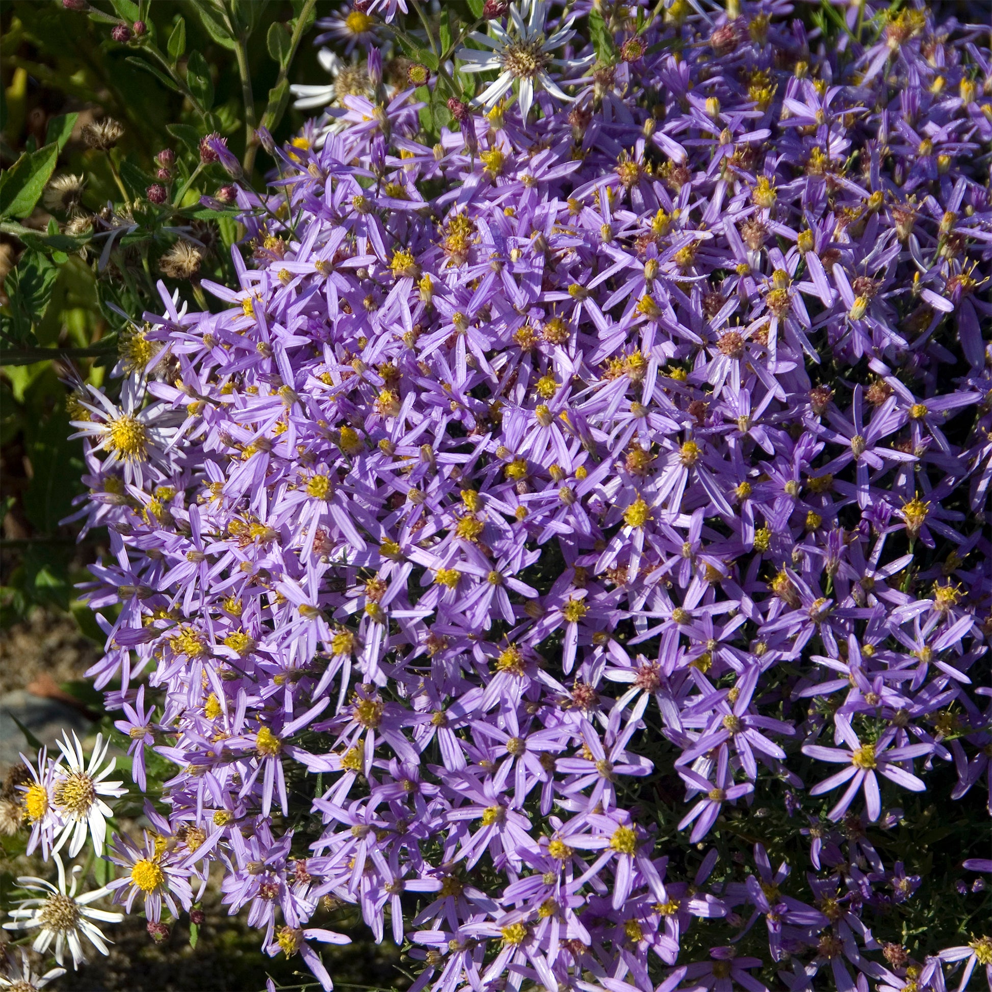 Aster sedifolius Nanus - Aster sedifolius 'Nanus' - Aster