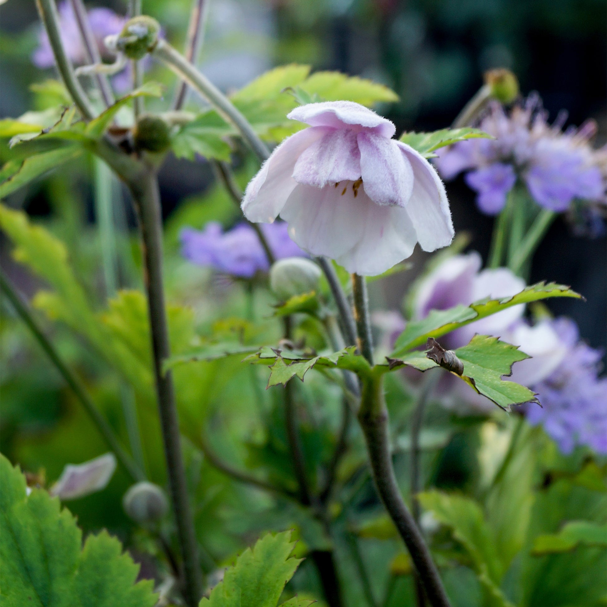 Japanse anemoon Ruffled Swan - Anemone Ruffled Swan - Bakker