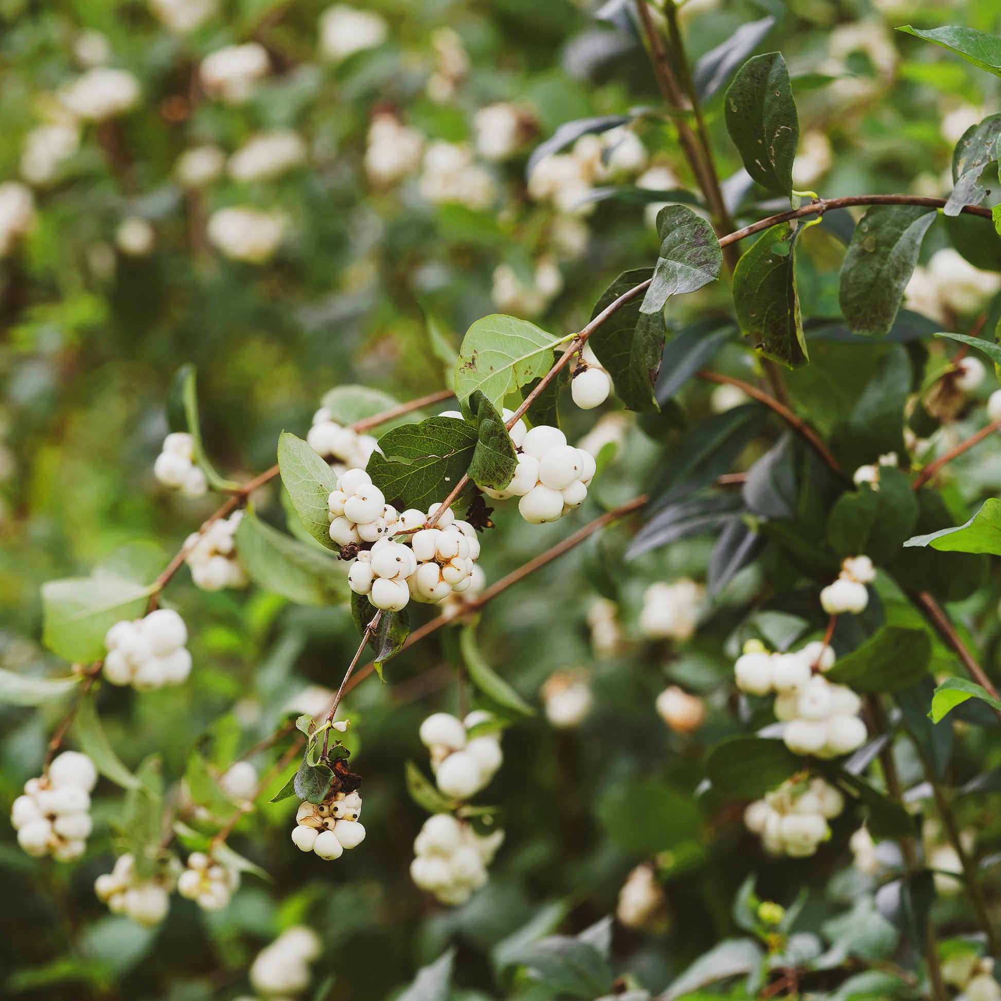 Sneeuwbes White Hedge - Bakker