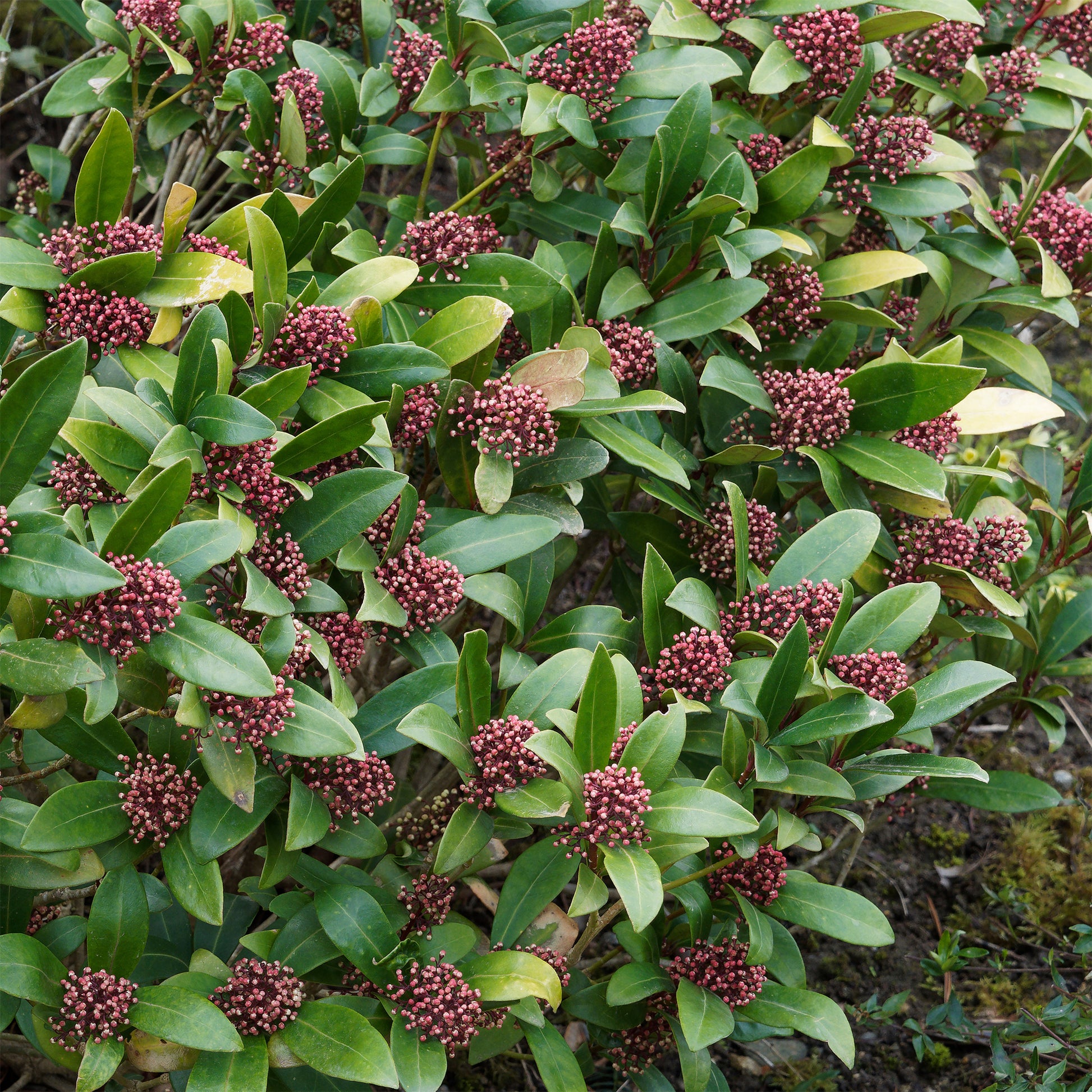 Japanse skimmia Rubella - Skimmia japonica Rubella - Bakker