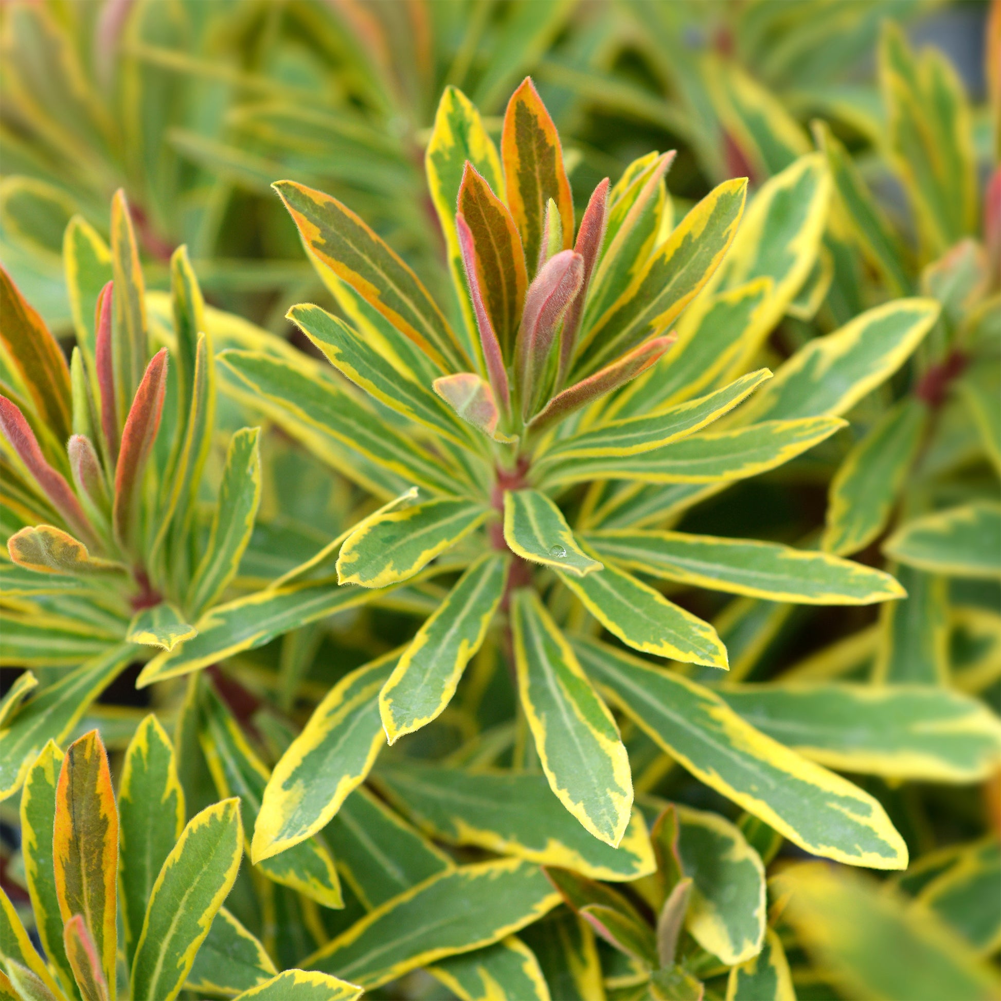 Euphorbia martinii Ascot Rainbow ® - Wolfsmelk Ascot Rainbow® - Wolfsmelk