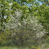 Amelanchier rotundifolia - Boskrentenboompje - Bloeiende heesters