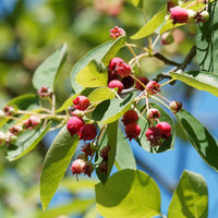 Boskrentenboompje - Amelanchier rotundifolia - Bakker