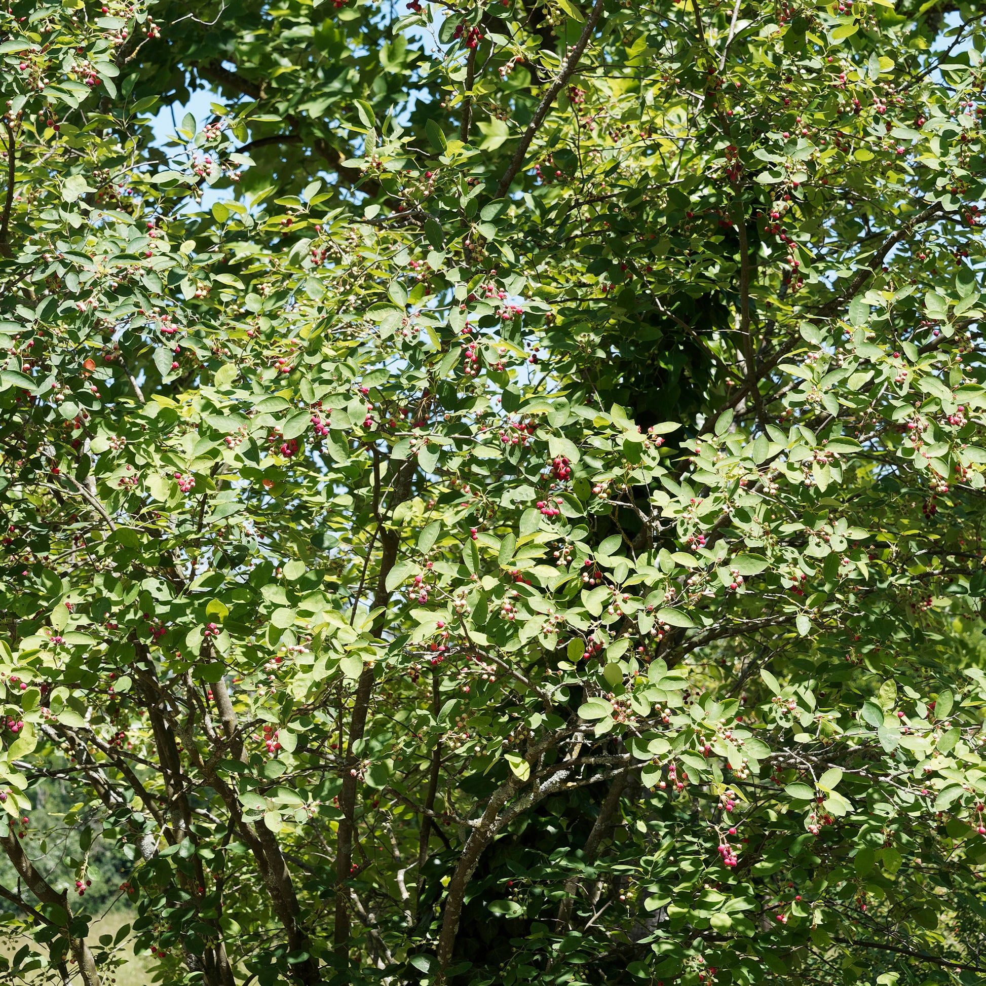 Bloeiende heesters - Boskrentenboompje - Amelanchier rotundifolia