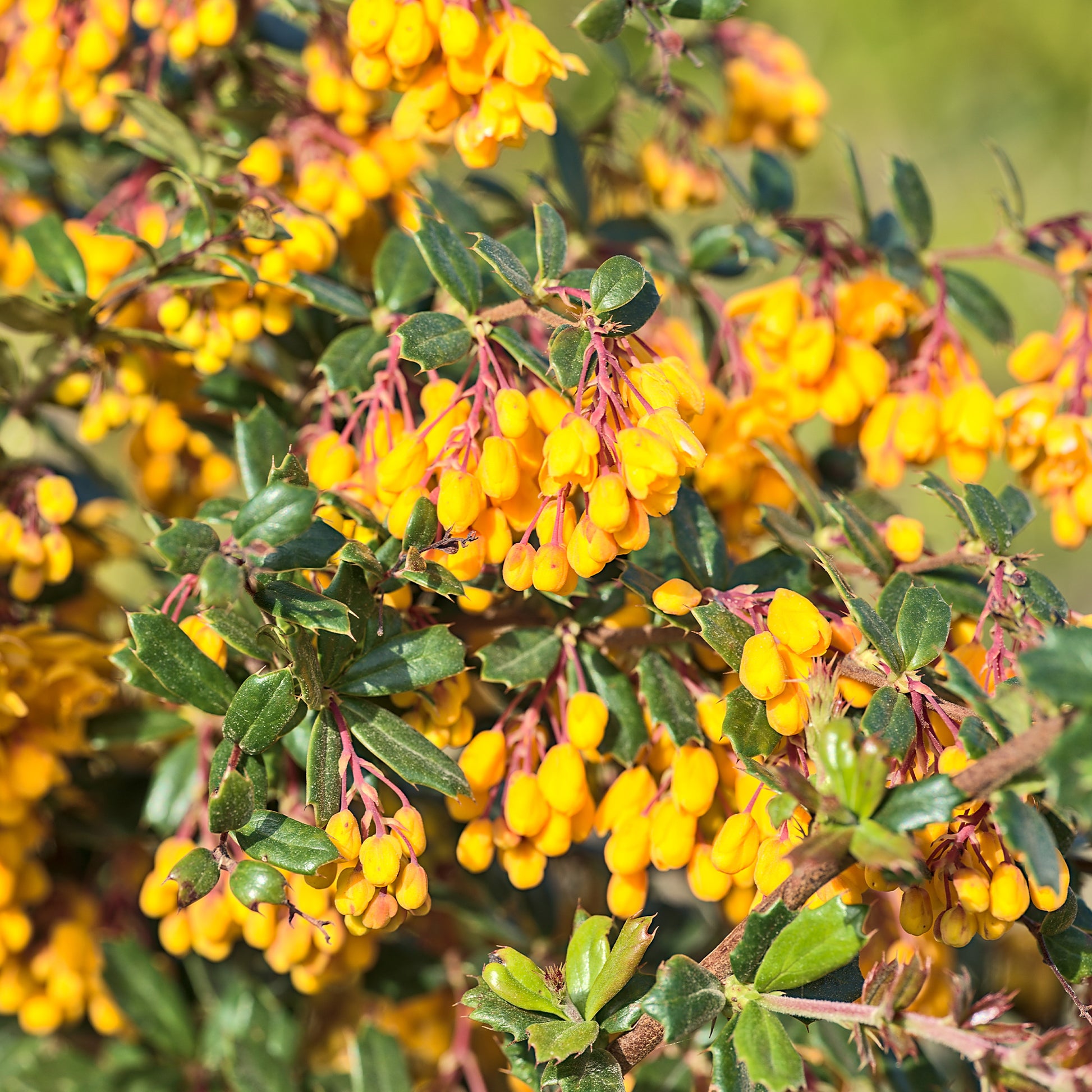 Darwins berberis - Bakker