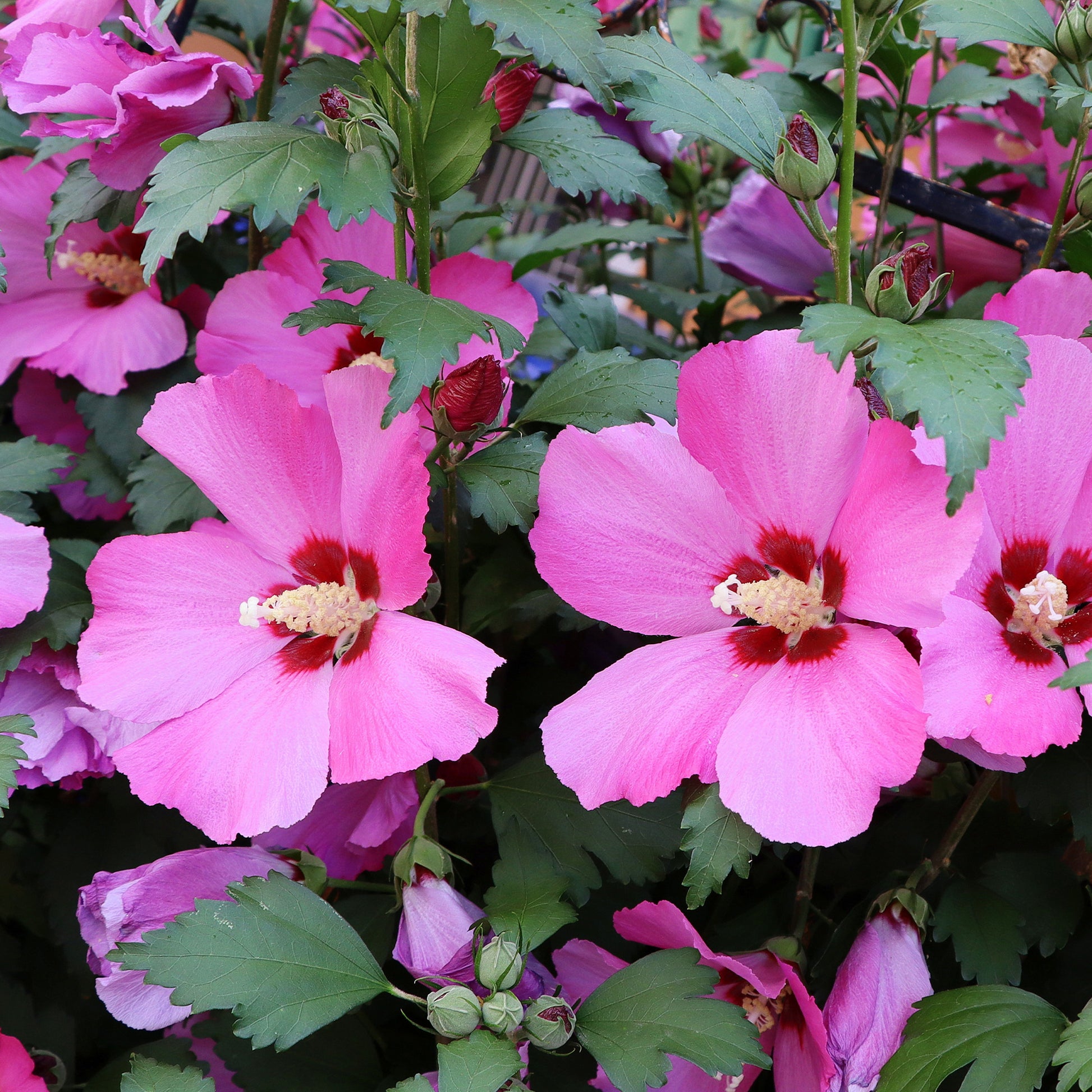 Hibiscus Flower Tower Ruby® - Bakker