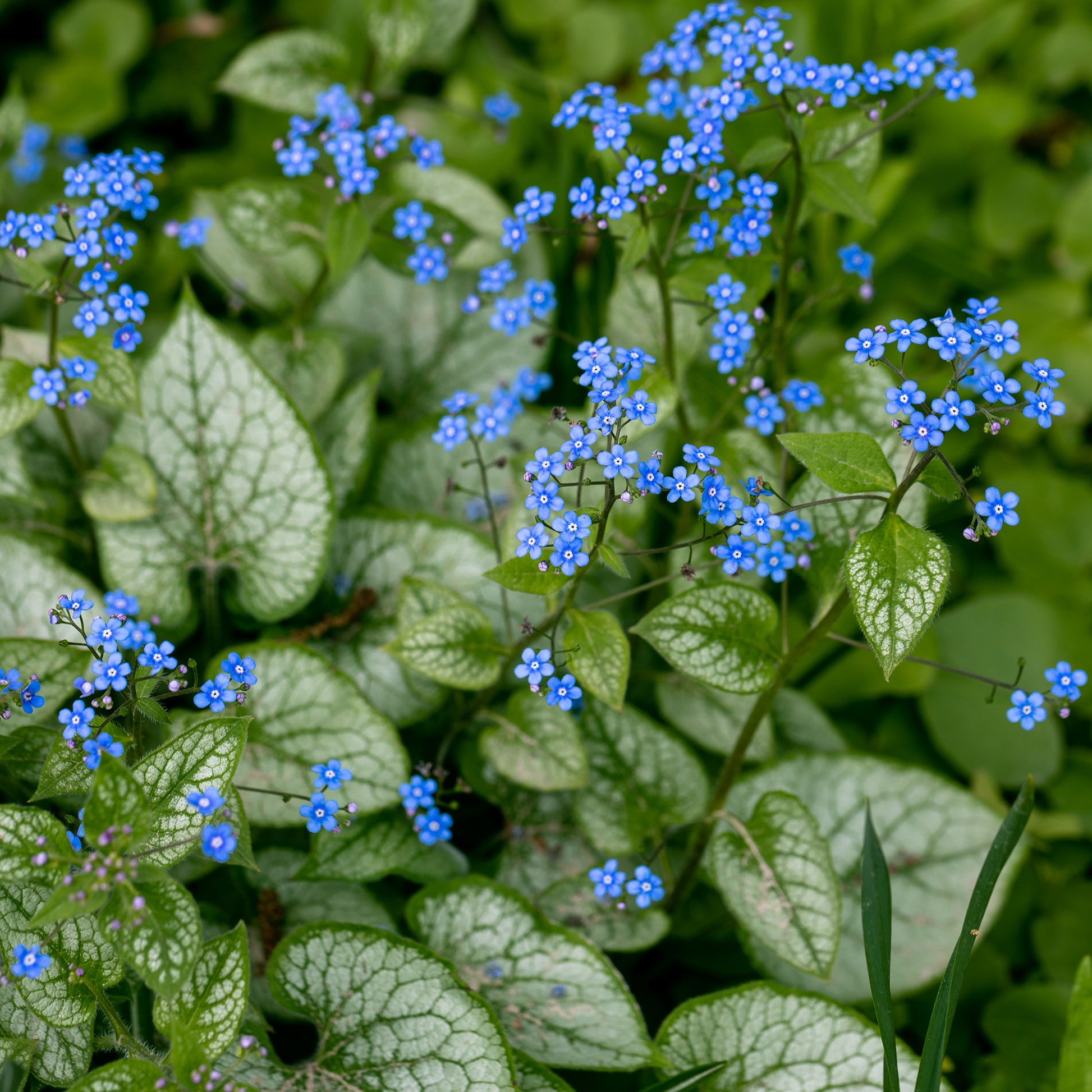 Myosotis - Kaukasische vergeet-mij-nietje 'Jack Frost' - Brunnera macrophylla jack frost