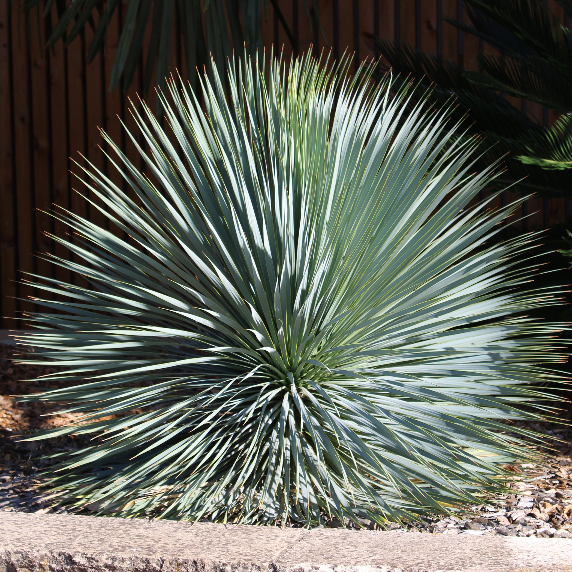 Blauwe yucca - Bakker