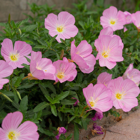 Teunisbloem 'Siskiyou Pink' (x2) roze - Bakker