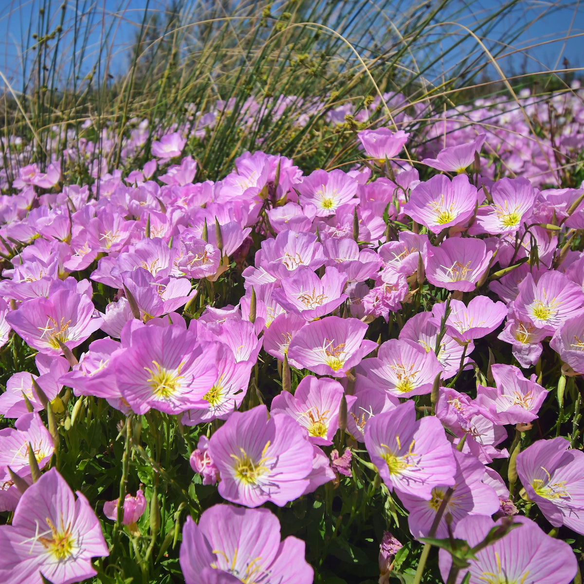 Vaste planten - Teunisbloem 'Siskiyou Pink' (x2) roze - Oenothera speciosa Siskiyou Pink