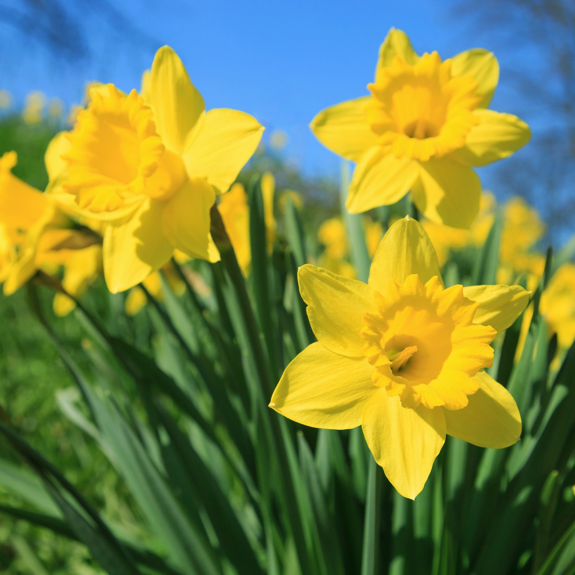 Narcis 'Dutch Master' (x5) - Narcissus 'dutch master' - Bakker