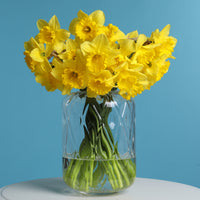 Verkoop Narcis 'Dutch Master' (x5)